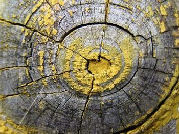 Full frame shot of tree stump