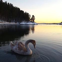 Swan swimming in lake against sky during sunset