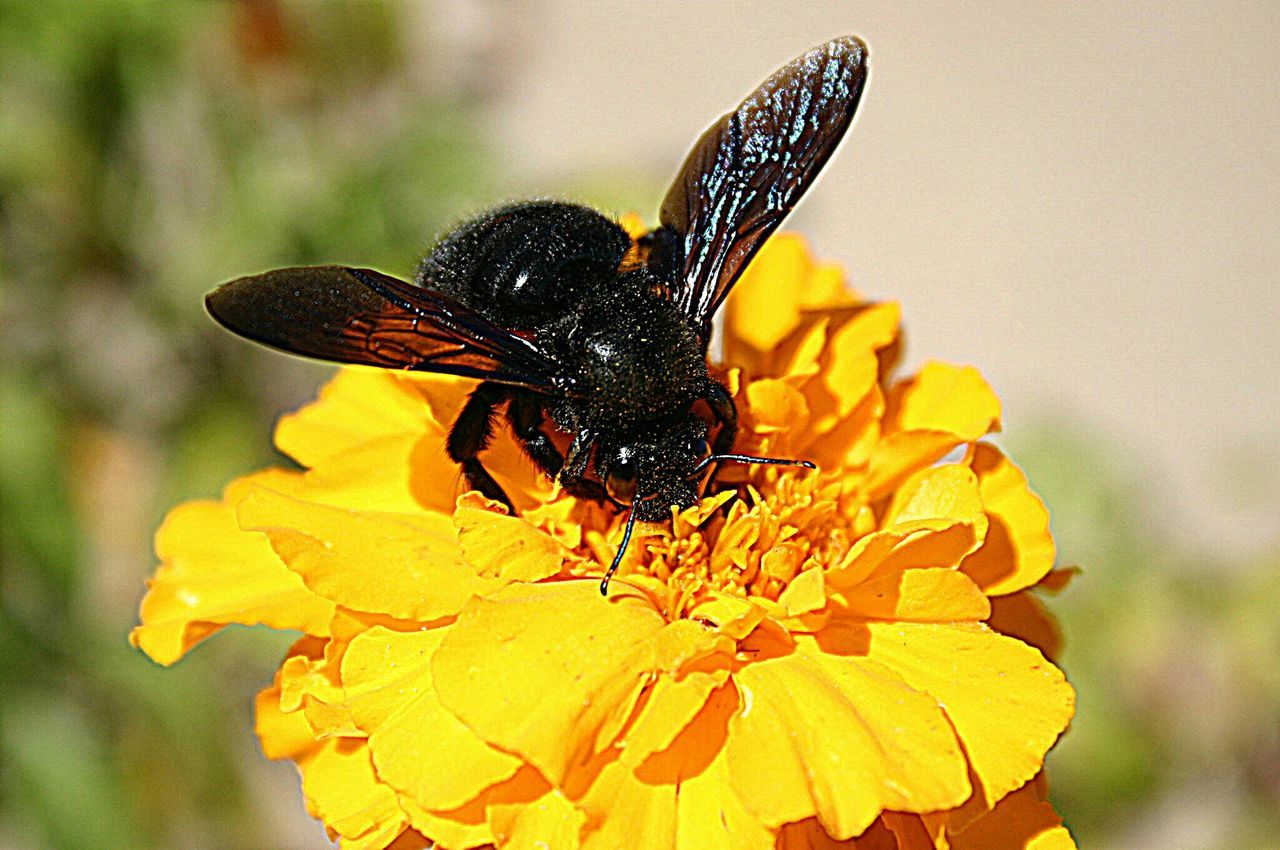 one animal, insect, flower, animal themes, animals in the wild, wildlife, fragility, petal, pollination, close-up, focus on foreground, butterfly - insect, single flower, freshness, beauty in nature, flower head, butterfly, yellow, nature, animal wing