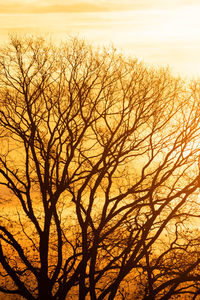 Low angle view of bare tree against sky during sunset