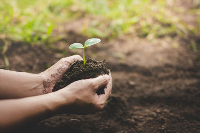 Close-up of hand holding small plant