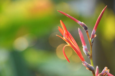 Close-up of red flowering plant