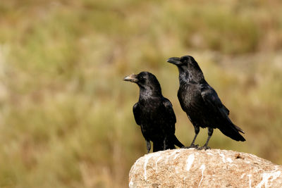 Bird perching on rock