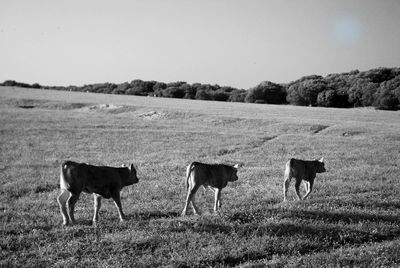 Sheep grazing on grassy field