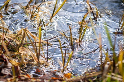 Close-up of frozen plants on field