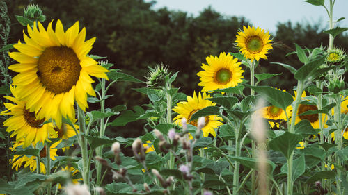 Close-up of yellow flowering plants on field