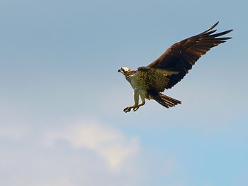 Low angle view of bird flying against clear sky