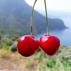 Close-up of cherries on plant