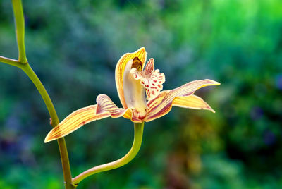 Close-up of orchid plant