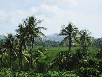 Palm trees on field against sky