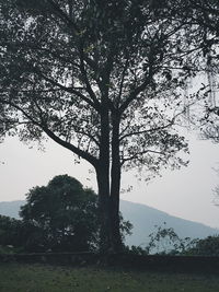 Tree by lake against sky