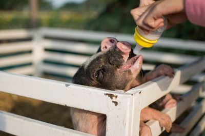 Midsection of woman feeding pigs at farm