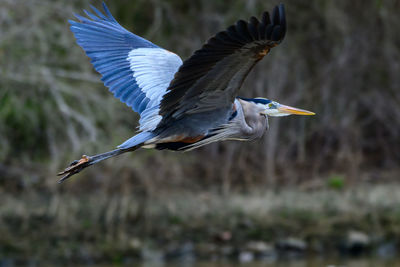 Close-up of egret flying