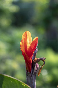 Close-up of red flower