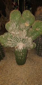 High angle view of cactus plant