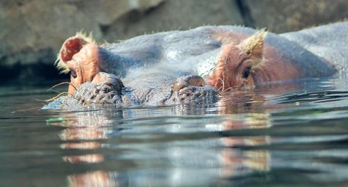 Close-up of hippo swimming in lake