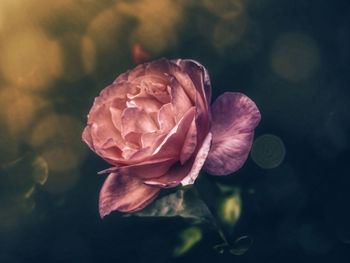 Close-up of rose against blurred background