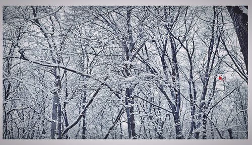 Low angle view of bare trees