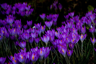 Close-up of purple crocus flowers