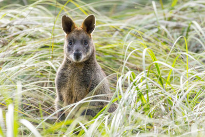 Portrait of kangaroo amidst grass