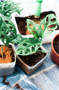 High angle view of potted plant on table