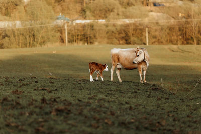 Sheep standing in a field