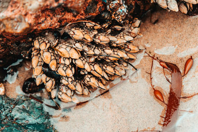 High angle view of dry leaves on rock