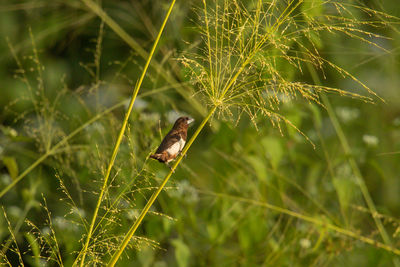 Close-up of insect on leaf