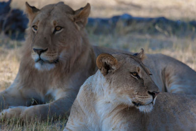 Close-up of lion