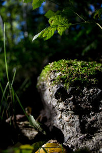 Close-up of leaves on tree trunk