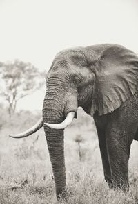 Low angle view of elephant on landscape against sky