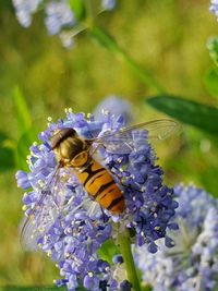 Close-up of bee on purple flower