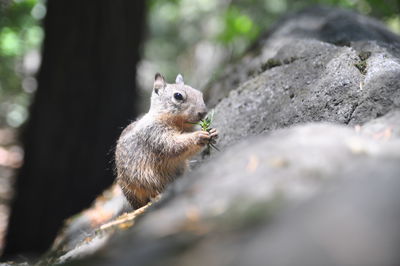 Squirrel in forest