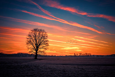 Silhouette bare trees on field against sky during sunset