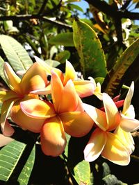 Close-up of yellow flowers blooming outdoors