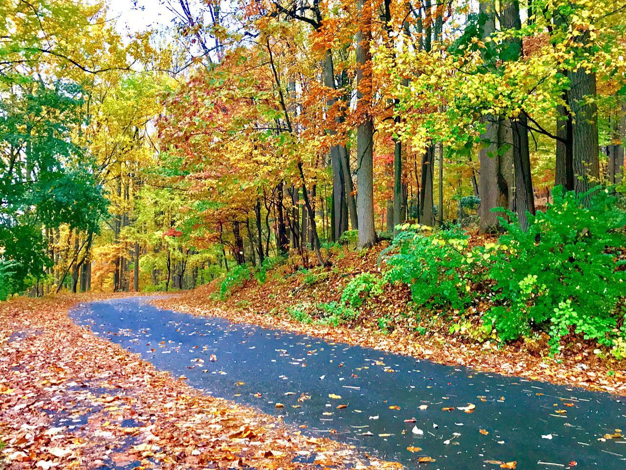 ROAD IN FOREST DURING AUTUMN