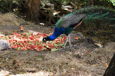 Close-up of peacock on field