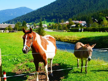 Horse standing on field against mountain