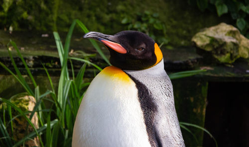 Close up of a penguin 