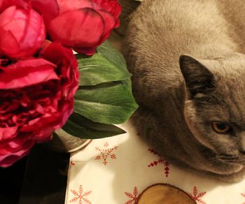 Close-up of cat with red flowers