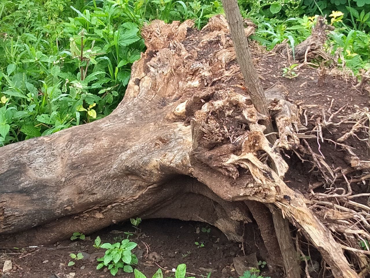 CLOSE-UP OF TREE TRUNK