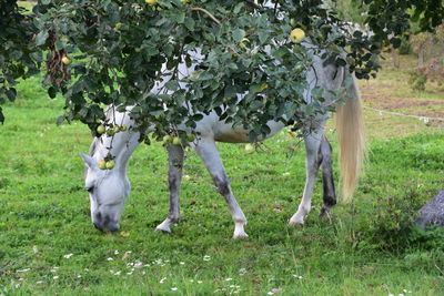 Horses on tree in field