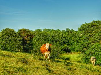 Horses grazing on grassy field