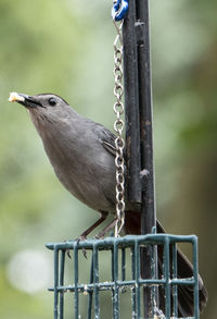 Suet eater on the cage