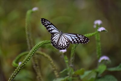 Close-up of butterfly on flower