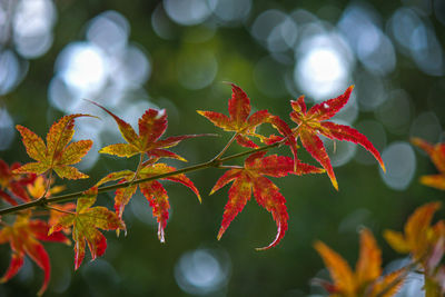 Close-up of red maple leaves on tree