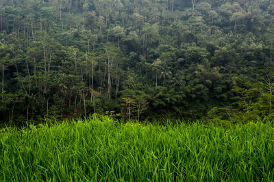 Pine trees in forest