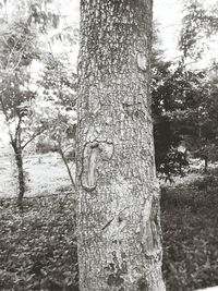 Close-up of tree trunk in forest