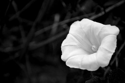 Close-up of rose blooming outdoors