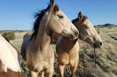 Horses in the field